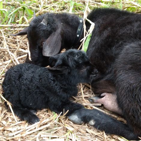 Taiwan Black Goat